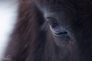 Pferdefotografie in der Schweiz Auge von schwarzem Isländer