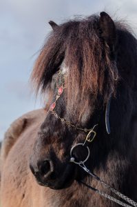 Pferdefotografie in der Schweiz schwarz-brauner Isländer mit Stirnschmuck