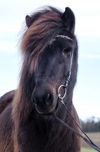 Pferdefotografie in der Schweiz schwarz-brauner Isländer im Kelten-Look