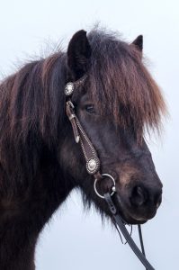 Pferdefotografie in der Schweiz schwarz-brauner Isländer im Westernlook